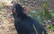 Phillip Island Penguin And Wildlife Tour - thumb 0