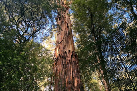 Ultimate Reverse Direction - 12 Apostles, Great Ocean Road - Small Group Tour - Attractions 2