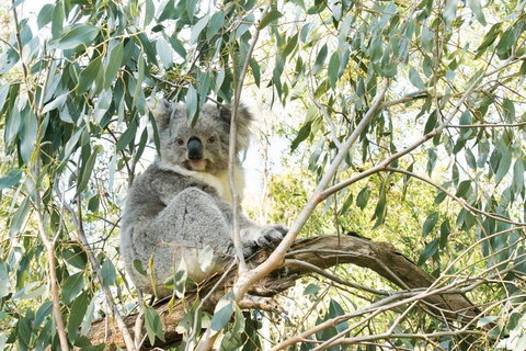 Ultimate Reverse Direction - 12 Apostles, Great Ocean Road - Small Group Tour - Attractions 5