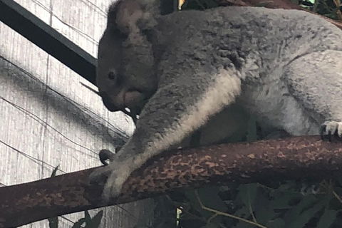 Perth Hills - Wildlife, Art & Gastronomy - Attractions 3