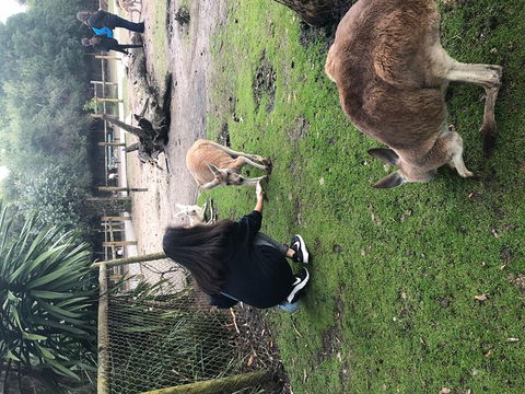 Perth Hills - Wildlife, Art & Gastronomy - Attractions 4