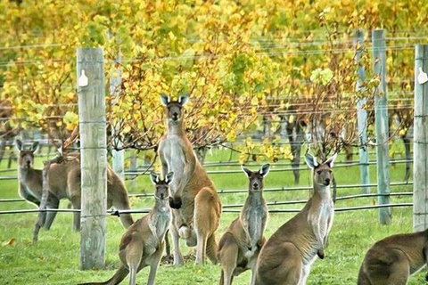 Margaret River Indulge And Discover Day Tour - Attractions 0