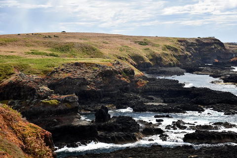 Full-Day Private Australian Wildlife Tour Of Phillip Island - Attractions 4