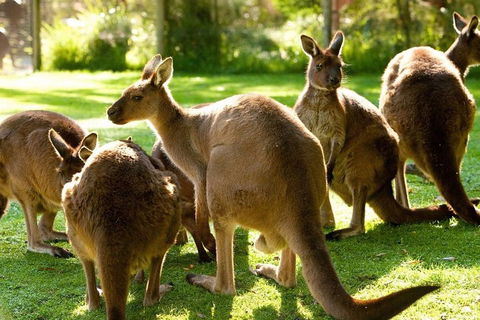 Melbourne City Card (3 Days): Visit Unlimited Attractions! - Attractions 4