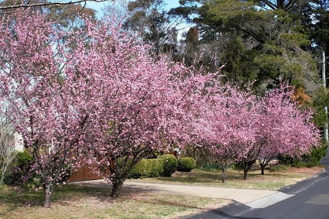 Blue Mountains - Attractions 1