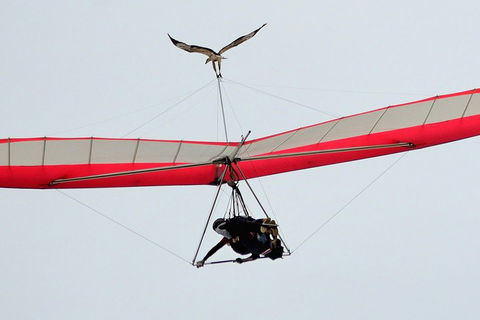 Hang Gliding With HangglideOz - Attractions 0