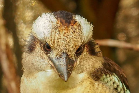 Australian Animals, Seascape And Sunset Photography Tour - Attractions 3