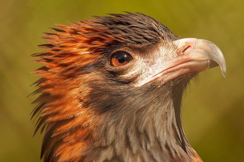 Australian Animals, Seascape And Sunset Photography Tour - Attractions 4