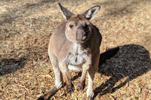 Blue Mountains Private Tour - Wild Kangaroos, Waterfalls And The Three Sisters - Attractions 2