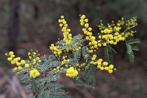 Blue Mountains Private Tour - Wild Kangaroos, Waterfalls And The Three Sisters - Attractions 4