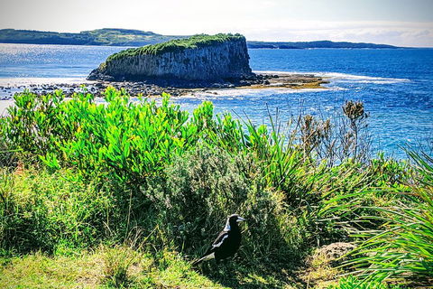 Erupting Blowholes And Ancient Rainforests With 'Personalised Sydney Tours' - Attractions 3