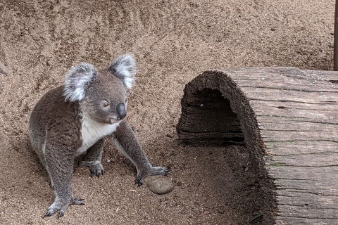 Australian Wildlife & Waterfalls Private Tour With 'Personalised Sydney Tours' - Attractions 0