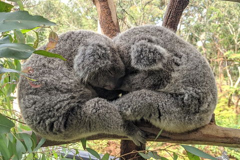 Australian Wildlife & Waterfalls Private Tour With 'Personalised Sydney Tours' - Attractions 2
