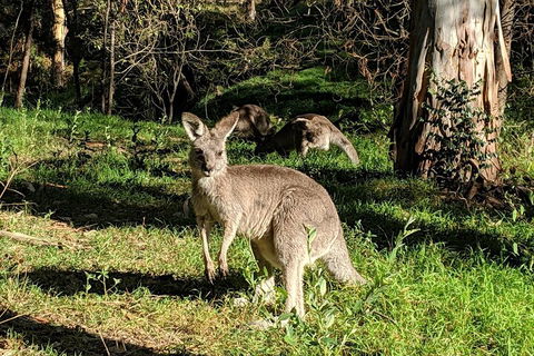 Australian Wildlife & Waterfalls Private Tour With 'Personalised Sydney Tours' - Attractions 3
