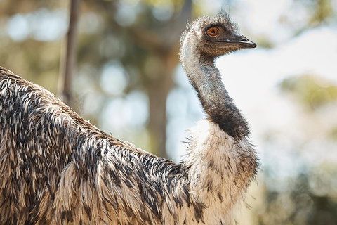 Sydney Taronga Zoo General Entry Ticket - Attractions 4