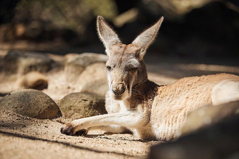 Sydney Taronga Zoo's Australian Animals Tour - Attractions 2