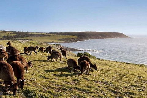Kangaroo Island Personal Group Tours - Attractions Las Vegas 0