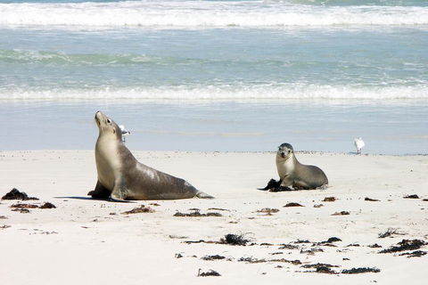 Kangaroo Island Personal Group Tours - Attractions Las Vegas 3