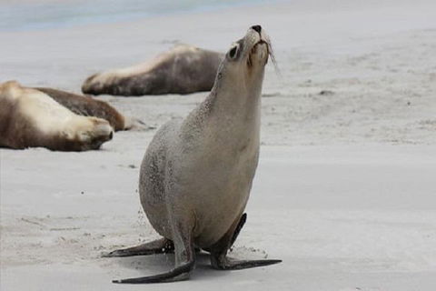 Kangaroo Island Personal Group Tours - Attractions Las Vegas 4