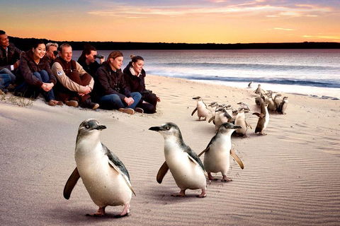 [Private Tour] â€œPenguin Paradeâ€ Phillip Island Tour. - Attractions 0