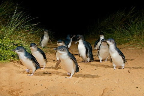 [Private Tour] â€œPenguin Paradeâ€ Phillip Island Tour. - Attractions 2
