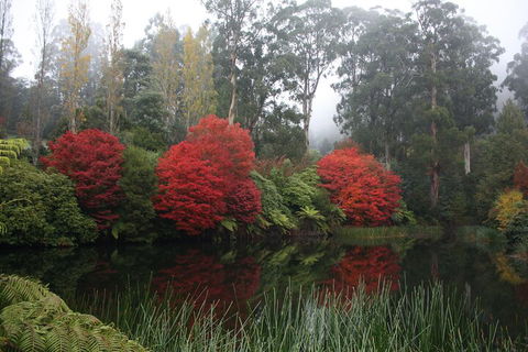 LGBT+ Friendly Full Day Yarra Valley & Dandenong Ranges Private Tour - Attractions 2