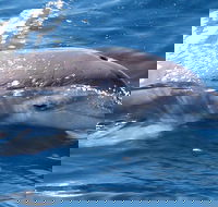 Jervis Bay Dolphin Watch Cruise - Attractions