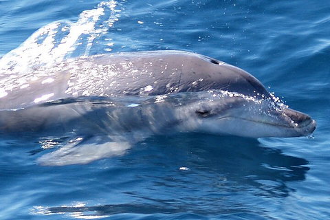 Jervis Bay Dolphin Watch Cruise - Attractions 0