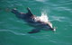 Jervis Bay Dolphin Watch Cruise - thumb 1