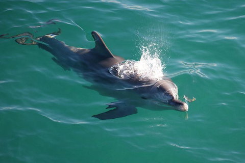 Jervis Bay Dolphin Watch Cruise - Attractions 1