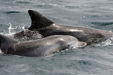 Jervis Bay Dolphin Watch Cruise - Attractions 2