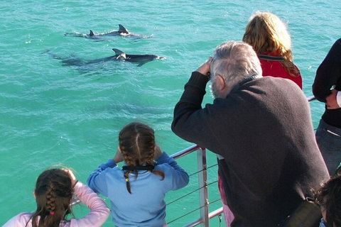Jervis Bay Dolphin Watch Cruise - Attractions 4