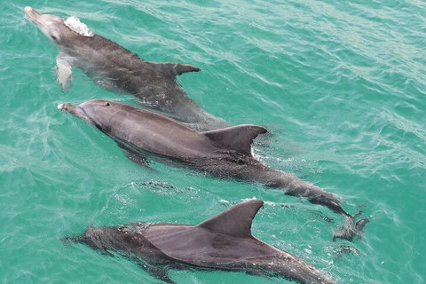 Jervis Bay Dolphin Watch Cruise - Attractions 5