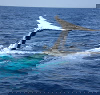 Whale Watching Jervis Bay - Attractions
