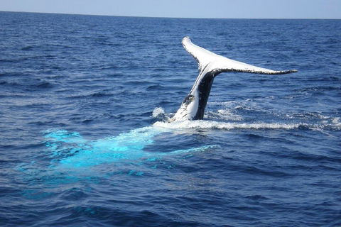Whale Watching Jervis Bay - Attractions 0