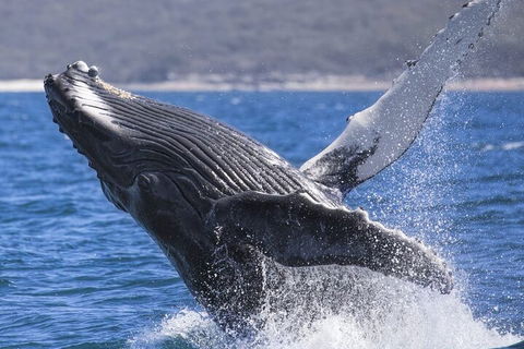 Whale Watching Jervis Bay - Attractions 2