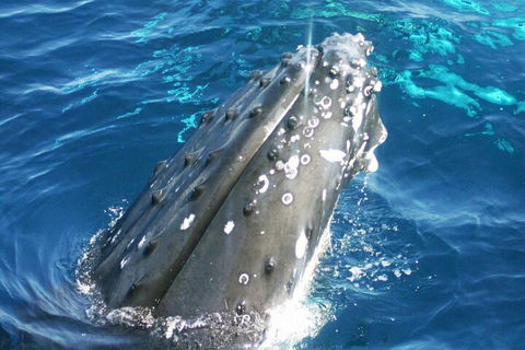 Whale Watching Jervis Bay - Attractions 3