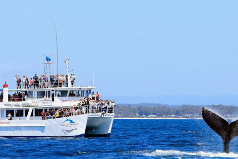 Whale Watching Jervis Bay - Attractions 4
