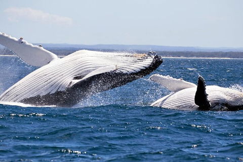 Whale Watching Jervis Bay - Attractions 5