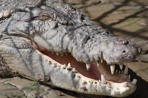 Whitsunday Crocodile Safari Including Lunch - Attractions 1