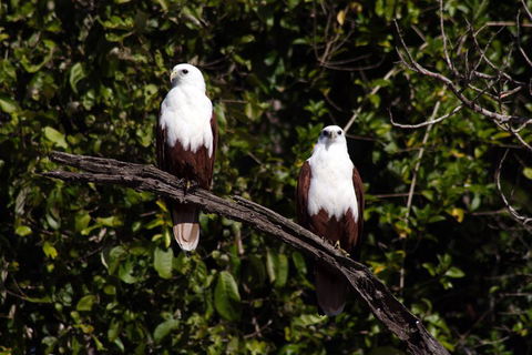 Whitsunday Crocodile Safari Including Lunch - Attractions 2