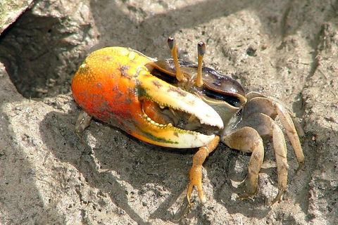 Whitsunday Crocodile Safari Including Lunch - Attractions 3