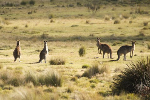 From The Mountains To The Bay - 4 Day Rediscovery Small Group Tour - Attractions 4