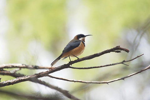 Private Blue Mountains Insider Tour From Sydney - See Attractions 2