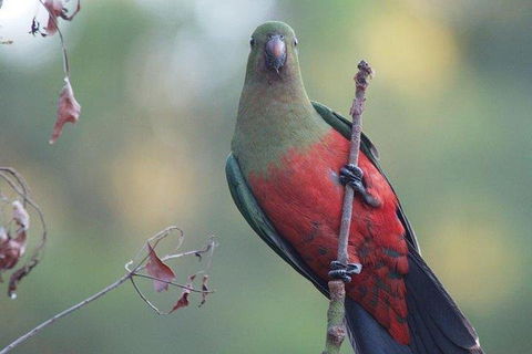 Inside The Greater Blue Mountains World Heritage - A Wildlife Safari Overnight - Attractions 0