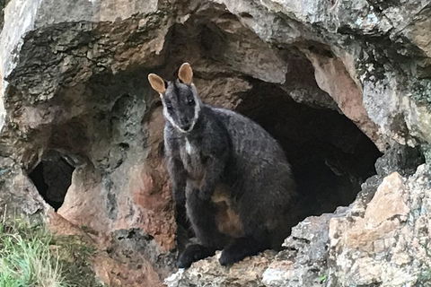 Inside The Greater Blue Mountains World Heritage - A Wildlife Safari Overnight - Attractions 1