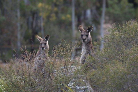 Inside The Greater Blue Mountains World Heritage - A Wildlife Safari Overnight - Attractions 2