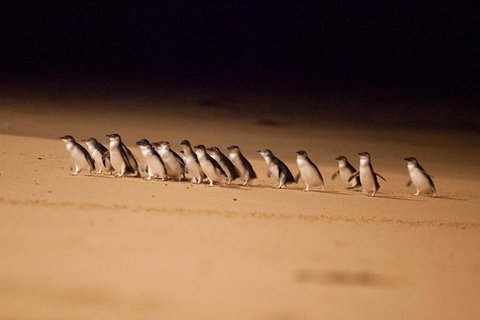 The Ultimate Melbourne Attractions Pass - Attractions 5