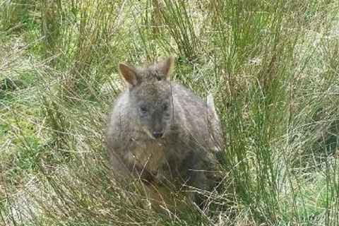 Leven Canyon Day Trip Including Wings Wildlife Park Or Gunns Plains Caves - Attractions 3