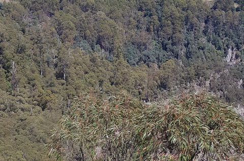 Leven Canyon Day Trip Including Wings Wildlife Park Or Gunns Plains Caves - Attractions 4